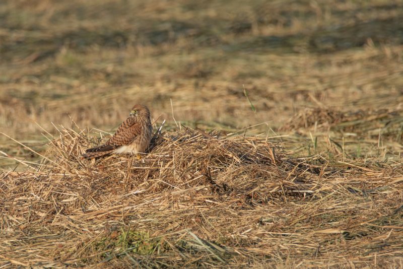 Faucon crécerelle femelle